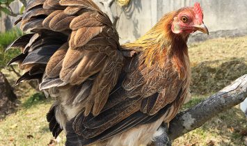 高知県日本鶏保存会